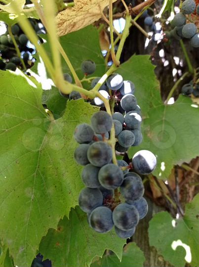 Участок 90 сот. (ИЖС)