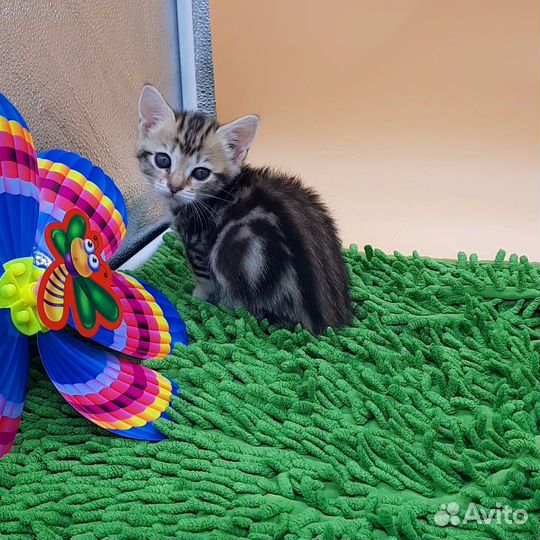 Коротколапая девочка