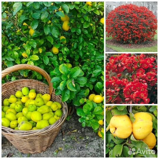 Саженцы плодовых деревьев, винограда