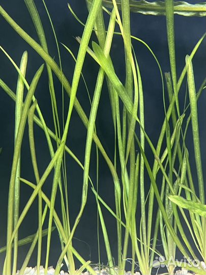 Аквариумные растения