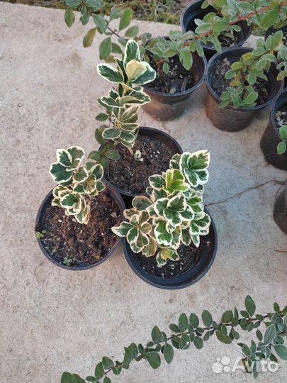 Уход за растениями