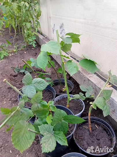 Продам саженцы ежевики