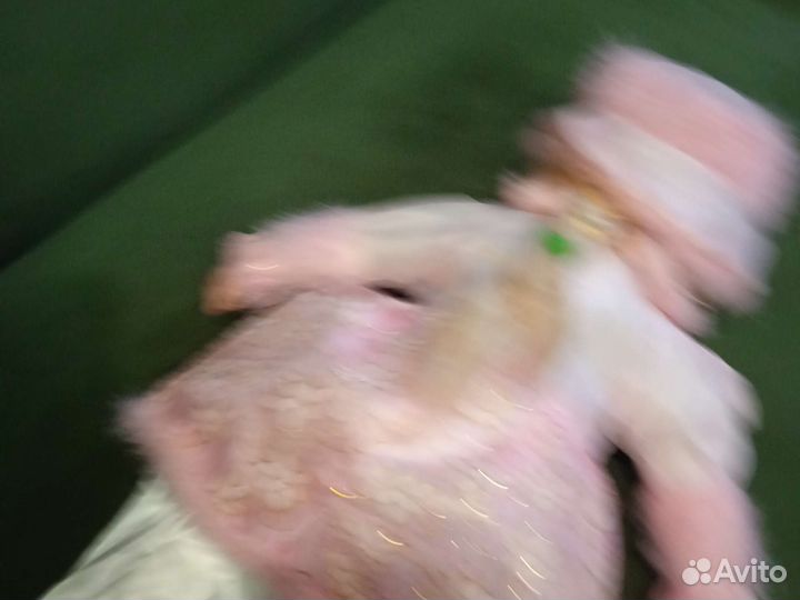 Кукла мягконабивная