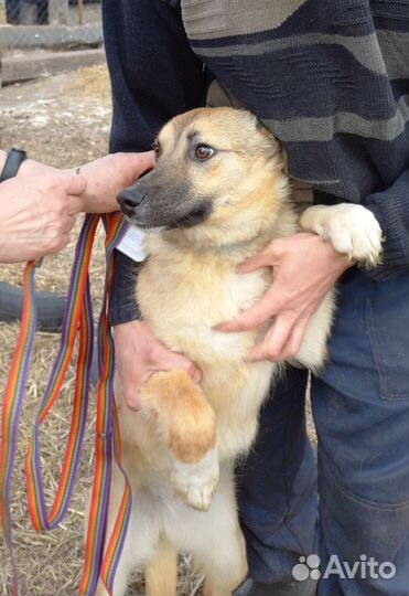 Щенок-подросток, девочка, 10 мес