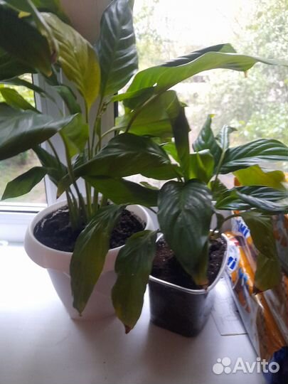 Цветок женское счастье