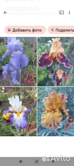 Ирисы бородатые