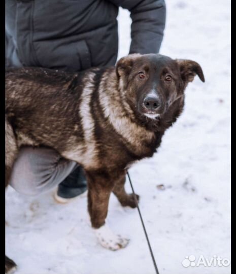 Щенку не место в приюте