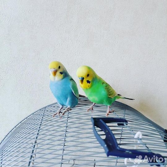 Передержка животных