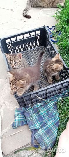 Котята отдам в добрые руки бесплатно