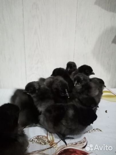 Яицо Ухейилюй