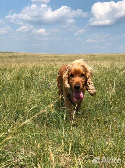 Английский кокер спаниель вязка