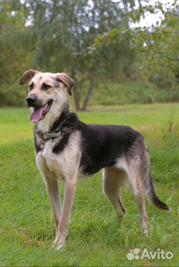 Худышка Чара очень хочет дружить