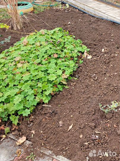 Герань садовая