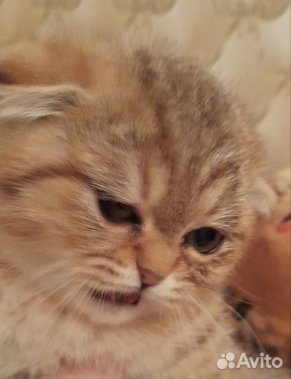 Шотландская золотая шиншилла