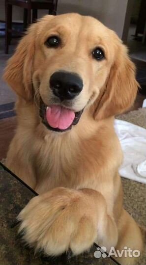 Выгул собак