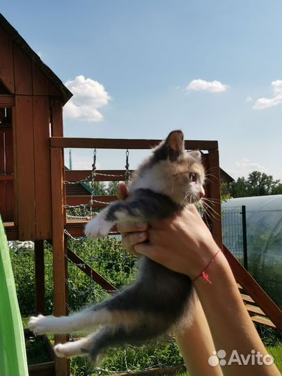 Отдам котенка в добрые руки