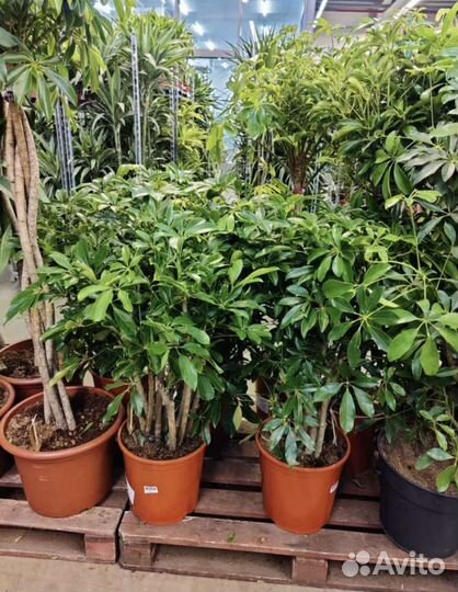 Комнатные растения и деревья, озеленение, от