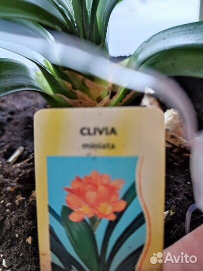 Комнатные растения цветы