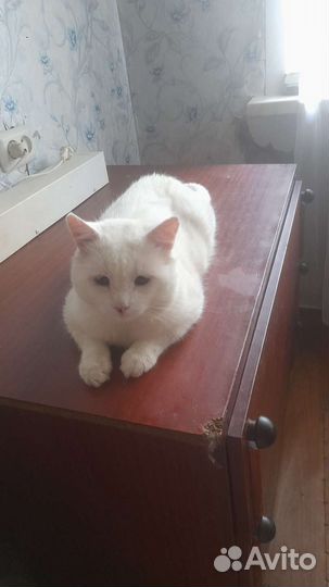 Кот в хорошие руки