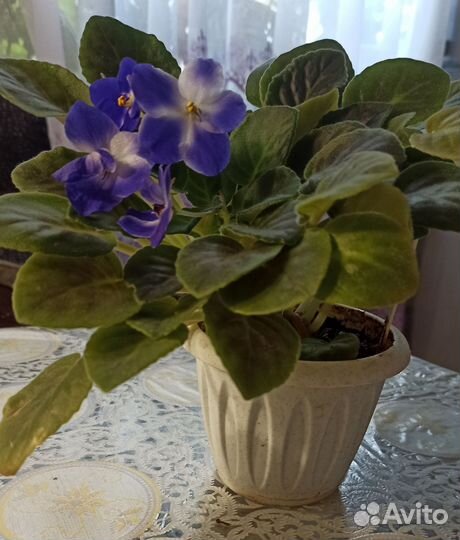 Фиалка в горшочке