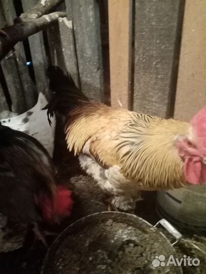 Молодые Петухи