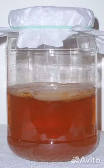 Чайный гриб комбуча