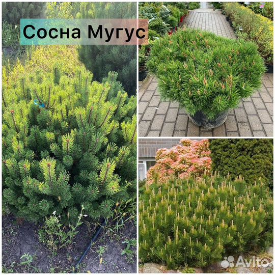 Сосна Пумилио, Муго, Мугос, Унцината, Кедр