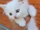 Белоснежный котенок объявление продам