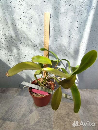 Орхидея каттлея Cattleya Siamese doll