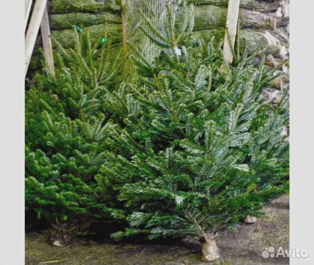 Сосна 1м - 1,5 оптом и в розницу