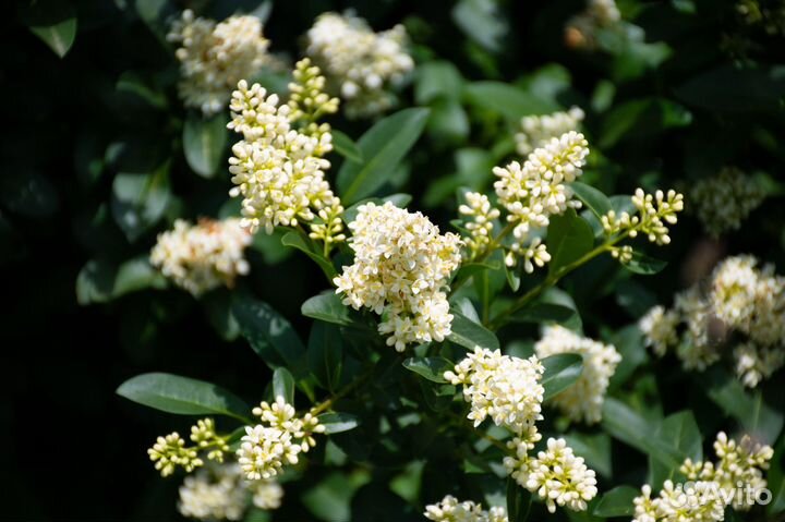 Саженцы декоративных и плодовых культур