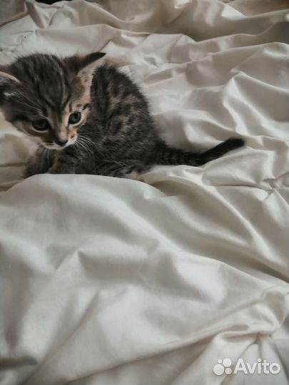 Котенок девочка