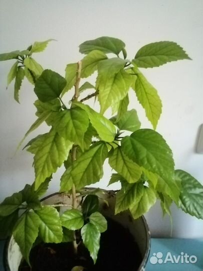 Китайская роза