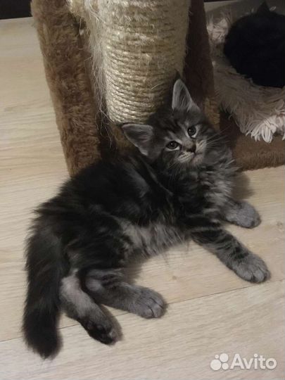 Три Богатыря Мейкуньчиков и лапочка черепашка