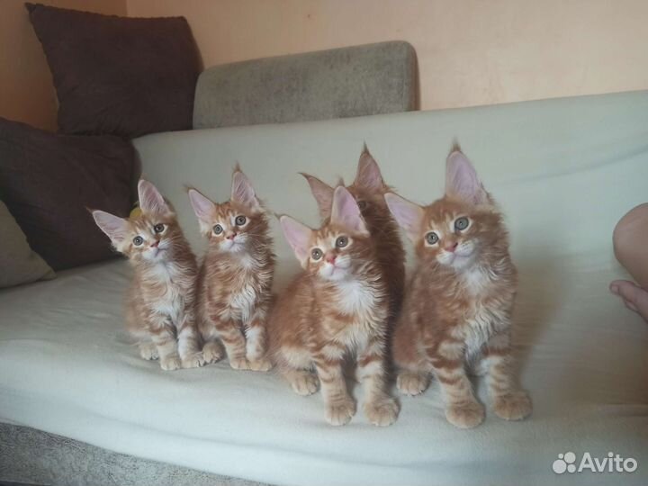 Котята мейн-кун