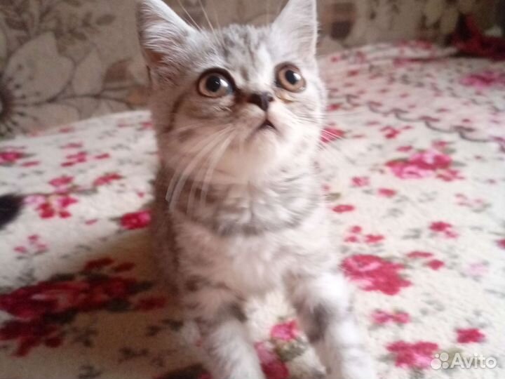 Шотландские вислоухие котята мраморные