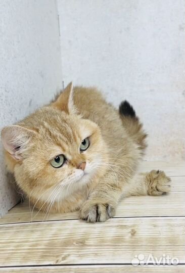 Британская кошка золотая
