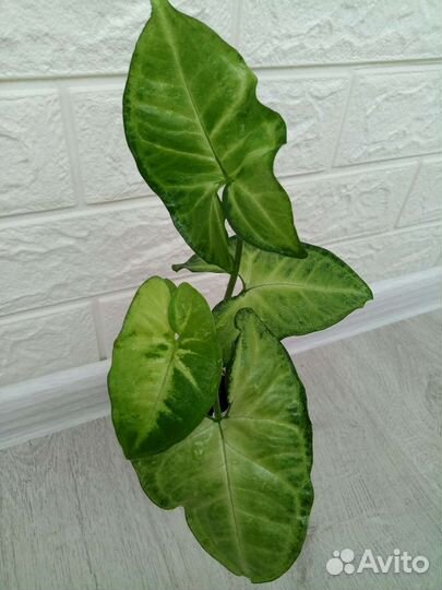 Сингониумы сортовые