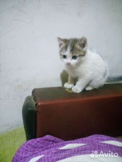 Кошка в дар бесплатно