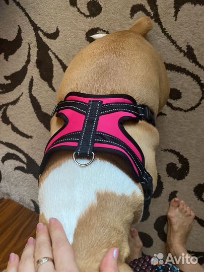 Шлейка для большой собаки