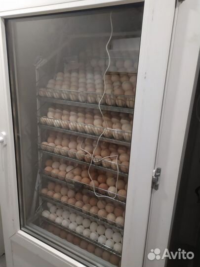 Инкубатор для яиц автоматический