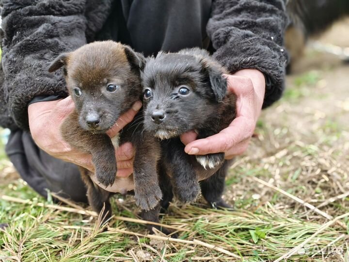 Щенки таксы
