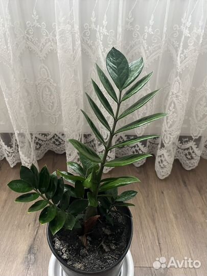 Замиокулькас