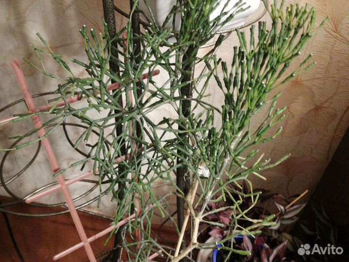 Хатиоры рипсалис