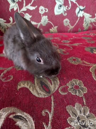 Карликовый кролик