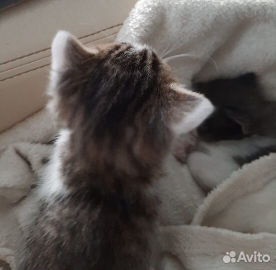 Котенок в дар бесплатно