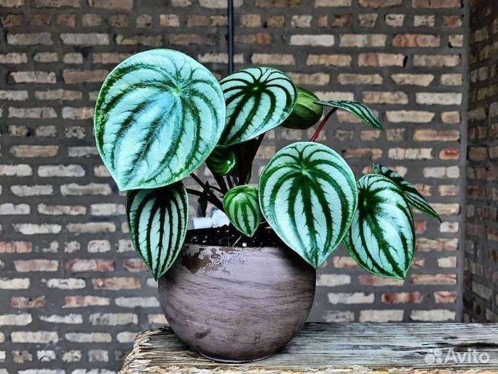 Пеперомия арбузная