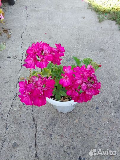 Герани и хризантема