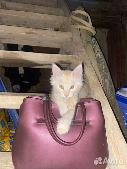 Рыжий котенок мейкун