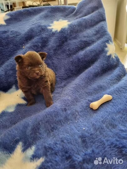 Щенки шпица